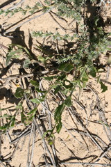 Osteospermum dentatum
