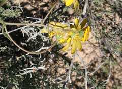 Osteospermum dentatum