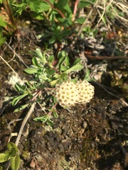 Antennaria monocephala