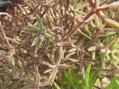 Crassula pruinosa