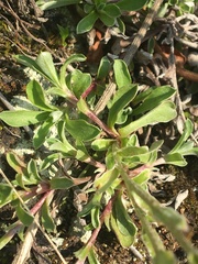 Antennaria monocephala