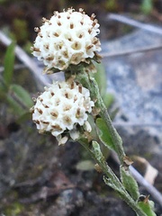 Antennaria monocephala