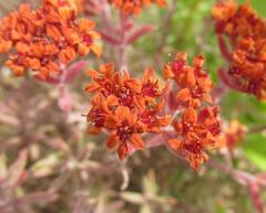 Crassula pruinosa