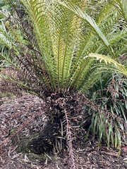 Blechnum gibbum
