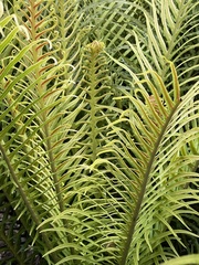 Blechnum gibbum
