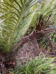 Blechnum gibbum