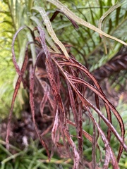 Blechnum gibbum