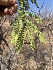 Elephantorrhiza