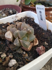 Haworthia cooperi