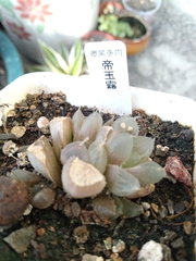 Haworthia cooperi