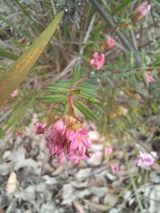 Pimelea rosea