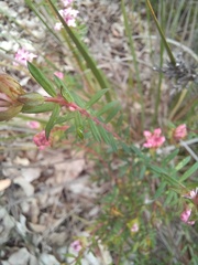 Pimelea rosea