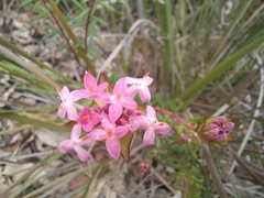 Pimelea rosea