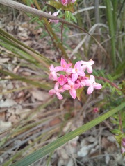 Pimelea rosea