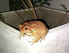 Duttaphrynus melanostictus