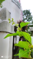 Cocculus orbiculatus