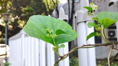 Cocculus orbiculatus
