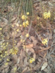 Stirlingia simplex