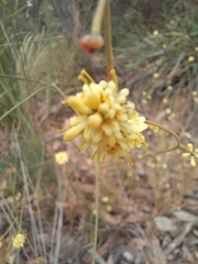 Stirlingia simplex