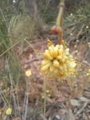 Stirlingia simplex