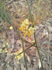 Stirlingia simplex