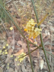 Stirlingia simplex