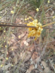 Stirlingia simplex