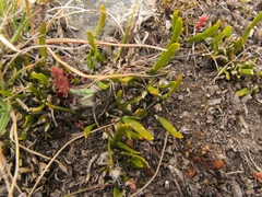 Carmichaelia corrugata