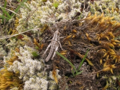 Sigaus campestris