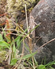Sigaus campestris