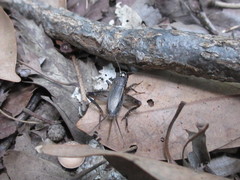 Loxoblemmus arietulus