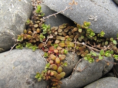 Epilobium microphyllum