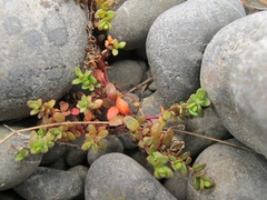 Epilobium microphyllum