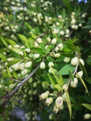 Myrtus