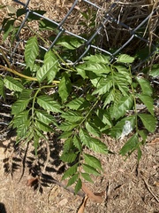 Campsis × tagliabuana