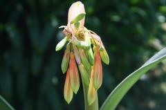 Clivia mirabilis