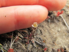 Gypsophila australis