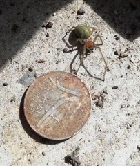Cheiracanthium punctorium