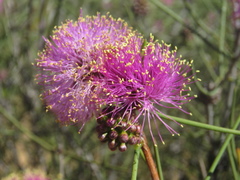 Melaleuca nematophylla
