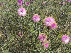 Melaleuca nematophylla
