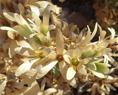 Kissenia capensis