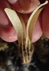Kissenia capensis