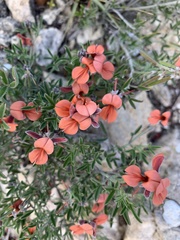Indigofera candicans