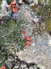 Indigofera candicans