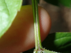 Campsis × tagliabuana