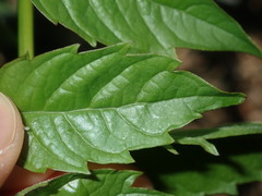 Campsis × tagliabuana