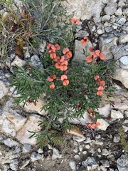 Indigofera candicans