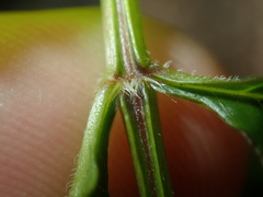 Campsis × tagliabuana