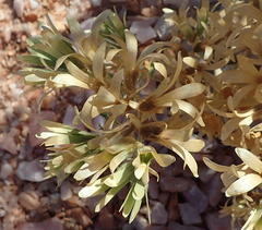 Kissenia capensis