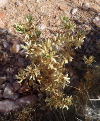 Kissenia capensis